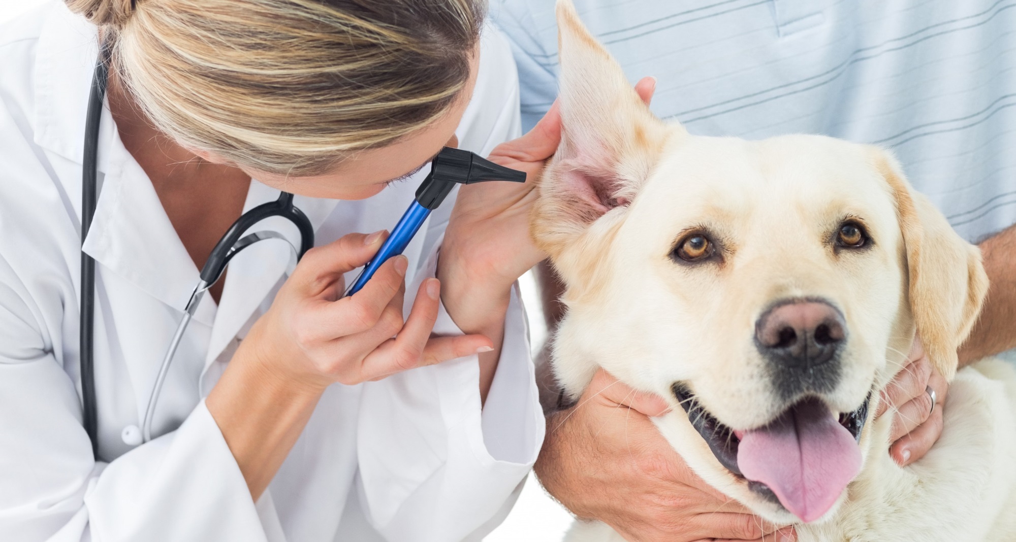 download pet hospital near me download pet hospital near me
